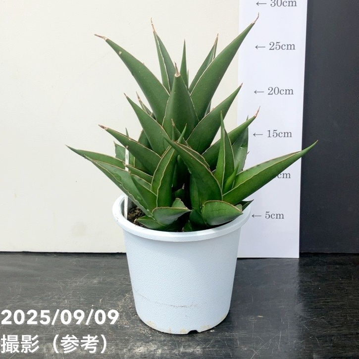 【限定2鉢】＜子株付き充実株＞サンスベリア 5号 タワーブルー Tower Blue 白プラ鉢仕様｜観葉02-D2