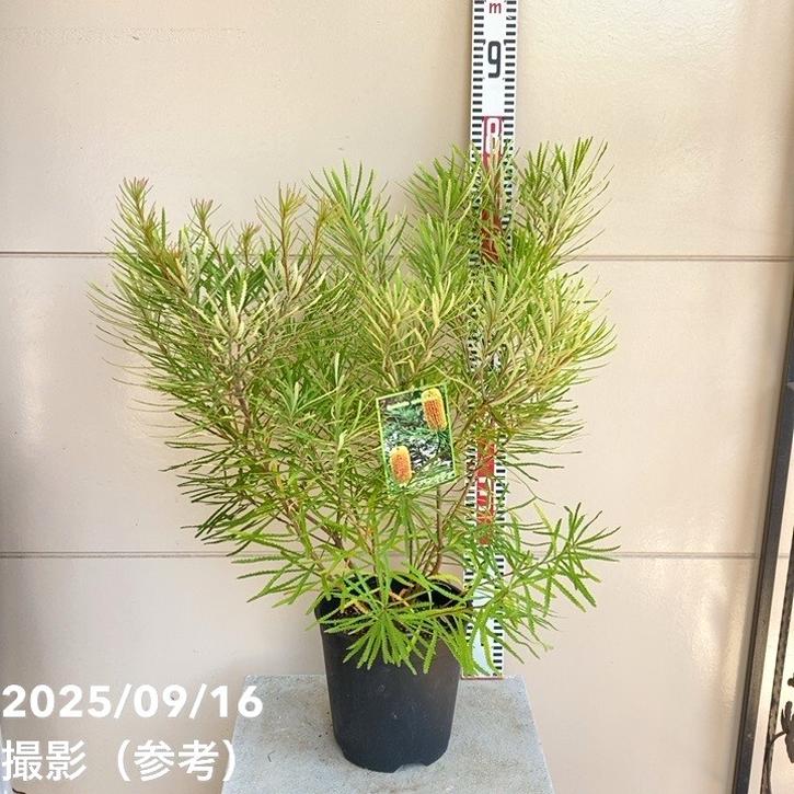 楽天市場】観葉植物 鉢花 苗：バンクシア スピヌロサ* ヘアピン