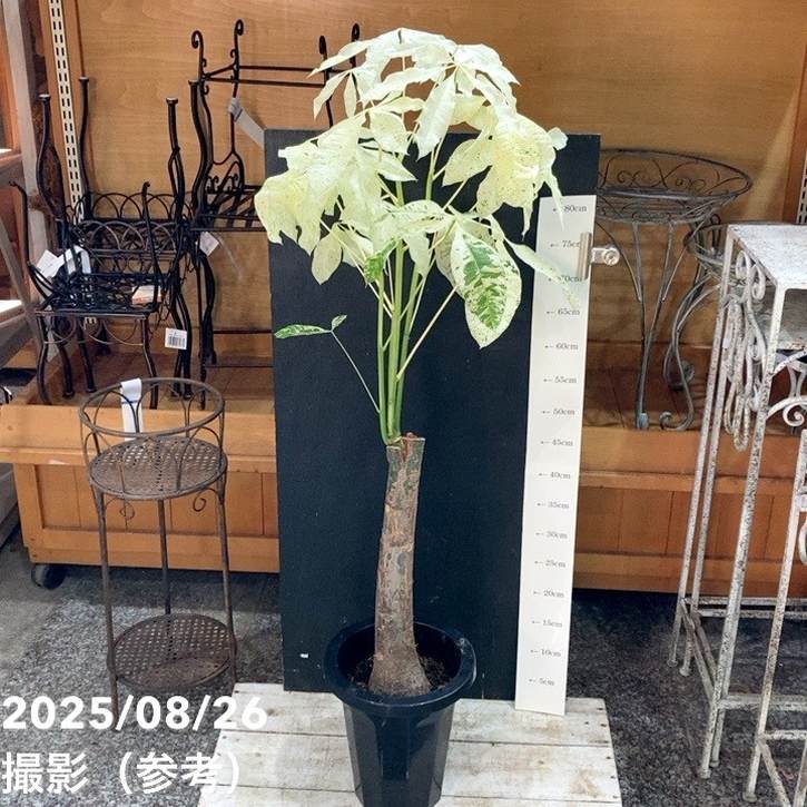 楽天市場】観葉植物 斑入りパキラ ミルキーウェイ 5号鉢 パキラ