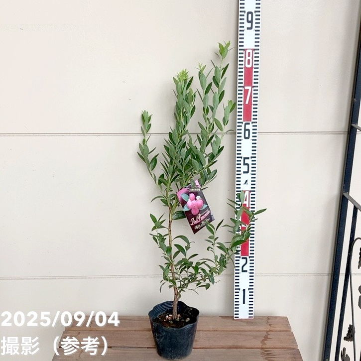 ブルーベリー苗 ラビットアイ系5号鉢 5品種5本＋ピンクレモネード