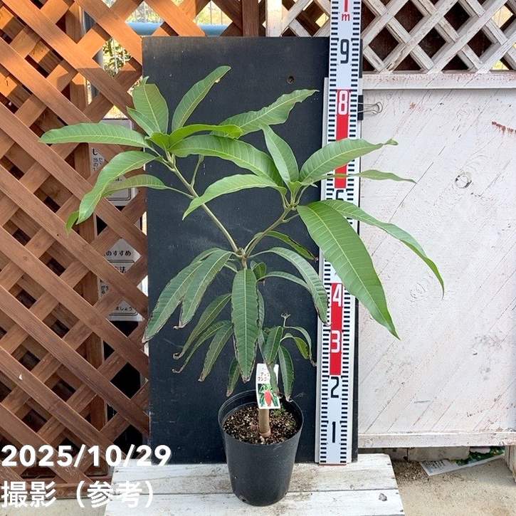 楽天市場】マンゴー 苗 紅龍 6号鉢 送料無料 アップルマンゴー 接木苗