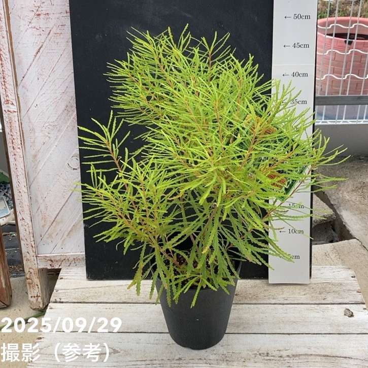 楽天市場】観葉植物 鉢花 苗：バンクシア スピヌロサ* ヘアピン