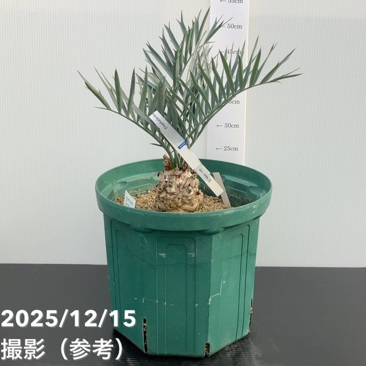 【65周年祝するP11倍】【激レア！現品お届け】エンセファラルトス レーマンニイ（レーマンソテツ）Encephalartos lehmannii 10号 ｜観葉01-D1