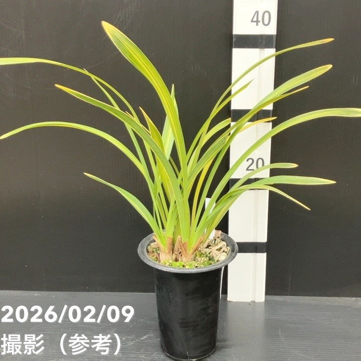☆キンリョウヘン/金陵辺☆花芽5個!?NO.15 キンリョウヘン(金 ☆キンリョウヘン/金陵辺☆花芽5個!?NO.15 キンリョウヘン(金
