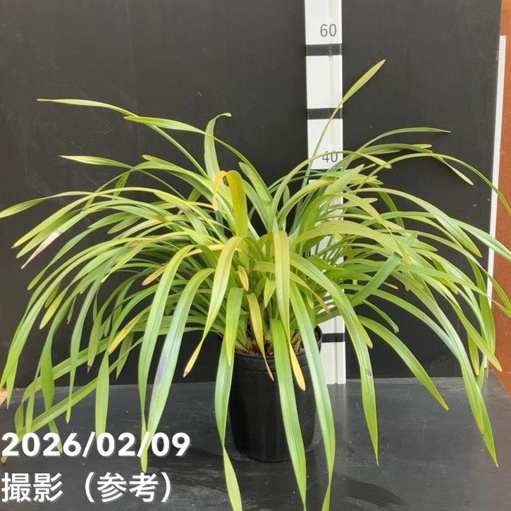 楽天市場】ニホンミツバチ誘引蘭 金稜辺 キンリョウヘン 4号 春開花