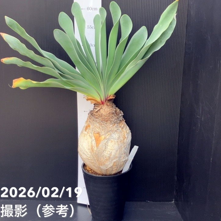 大人気 M1YVN7VLS7Z 型番:M1YVN7VLS7Z