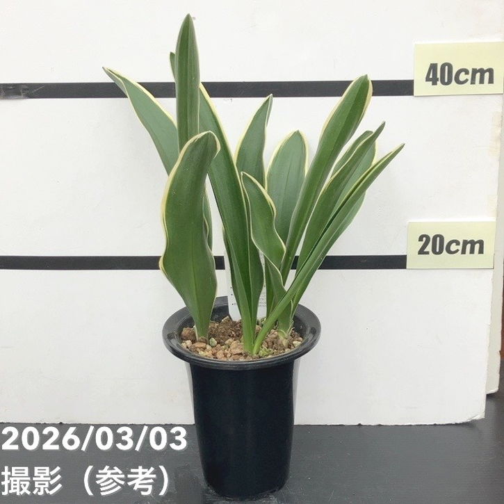万年青（オモト）5.5号 有田のおもと 都城｜観葉10-TU