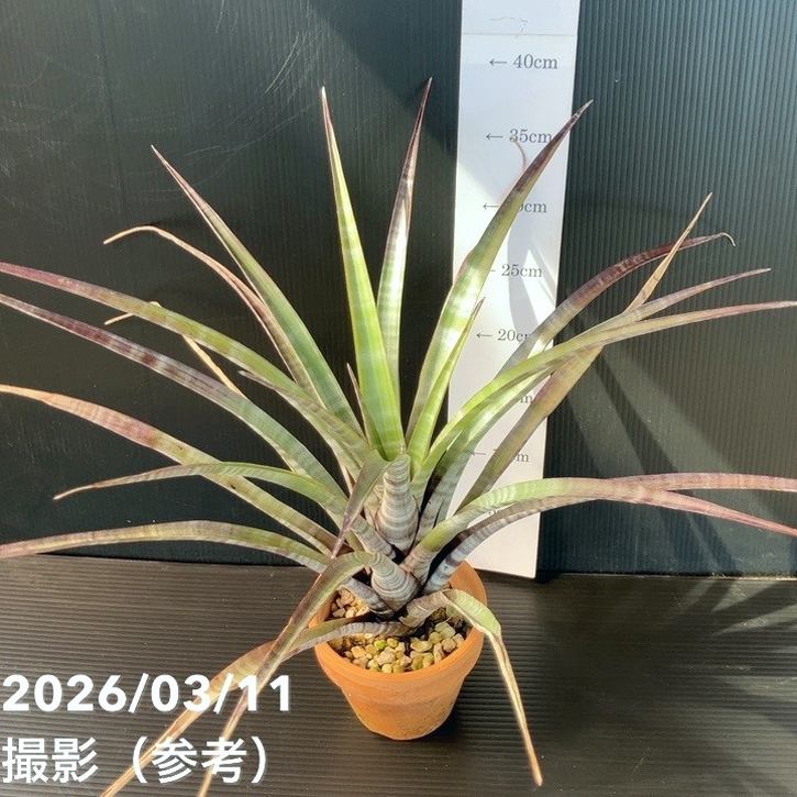 大人気 MQZRDC6SEMB 型番:MQZRDC6SEMB