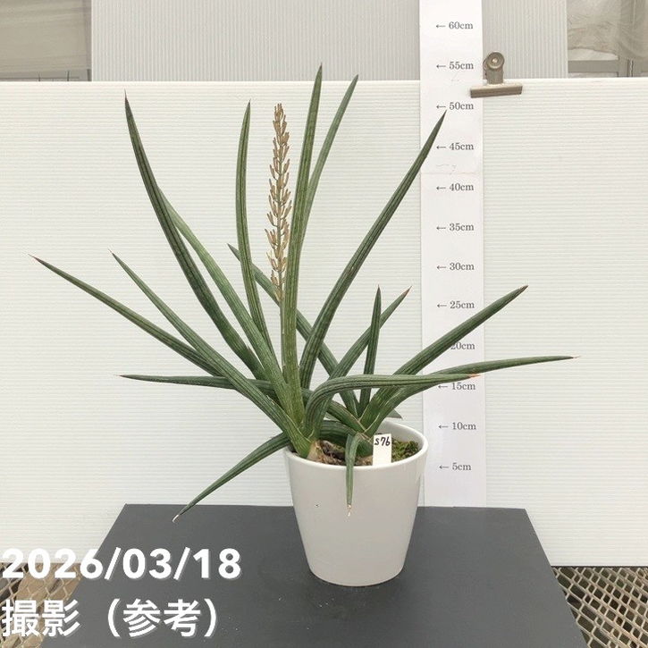 【決算P10倍！8/2まで】【現品お届け】サンスベリア 5号 スパイダー（子株付き）白陶器鉢仕様（S76）｜観葉02-D2｜赤塚植物園　店