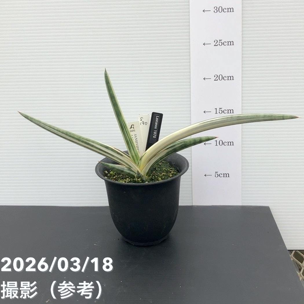 【決算P10倍!8/2まで】【現品お届け】サンスベリア 4号 Lav.1970 斑入り(ラブラノス1970斑入り)(S190)|観葉02-D2|赤塚植物園 店