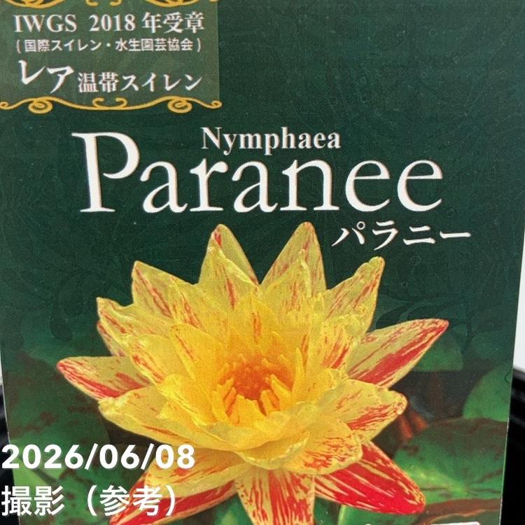 温帯睡蓮 パラニー 8号 ｜顕花植物04-PA