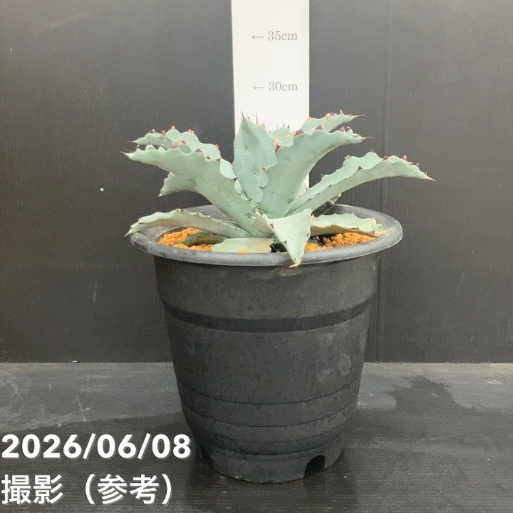 【決算P10倍！8/2まで】アガベ 7号 シエラアズール｜観葉10-TU｜赤塚植物園　店