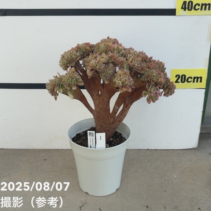 楽天市場】観葉植物：アエオニウム 韶華錦*5号 ショウカニシキ