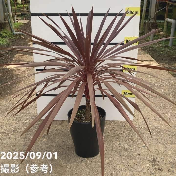 楽天市場】【現品発送】コルジリネ(コルディリネ) レッドスター