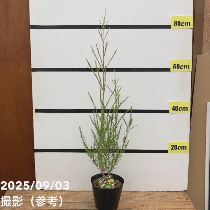 楽天市場】四季咲きタイサンボク 「リトルジェム」 4.5号苗木