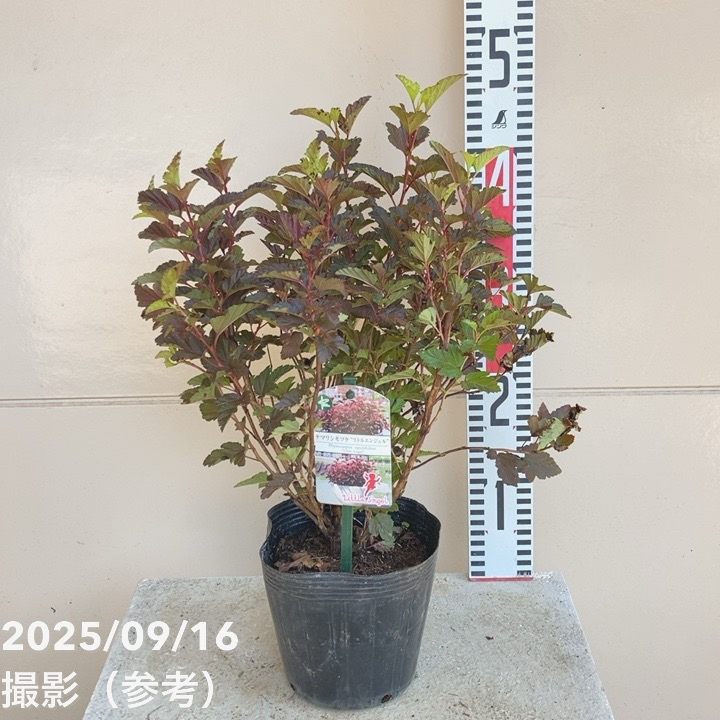 楽天市場】タイサンボク 苗 【リトルジェム （矮性）】 約1.1m ポット