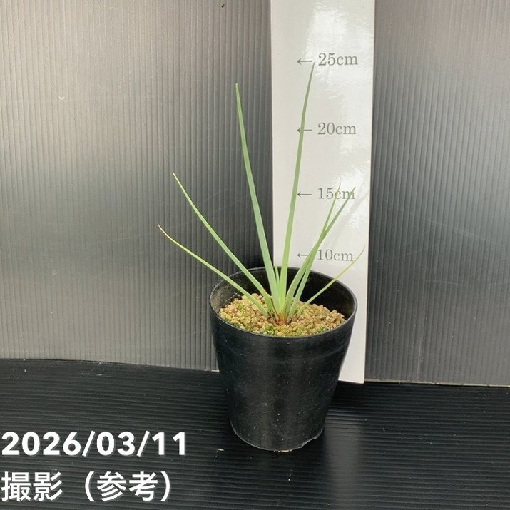 ドラセナ セルラータ 4号｜観葉01-D1 4,299円