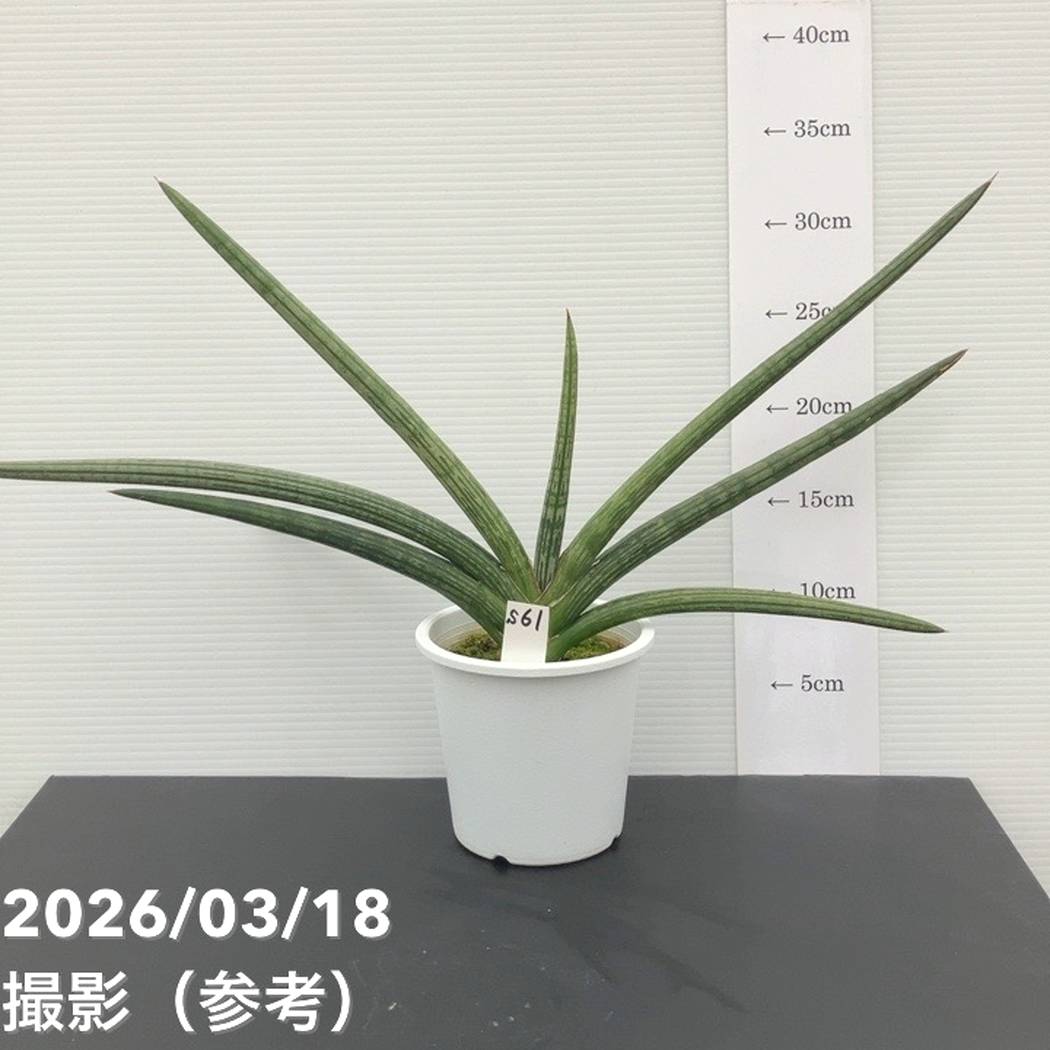 【現品お届け】サンスベリア 4号 スパイダ― 白プラ鉢仕様（S61）｜観葉02-D2