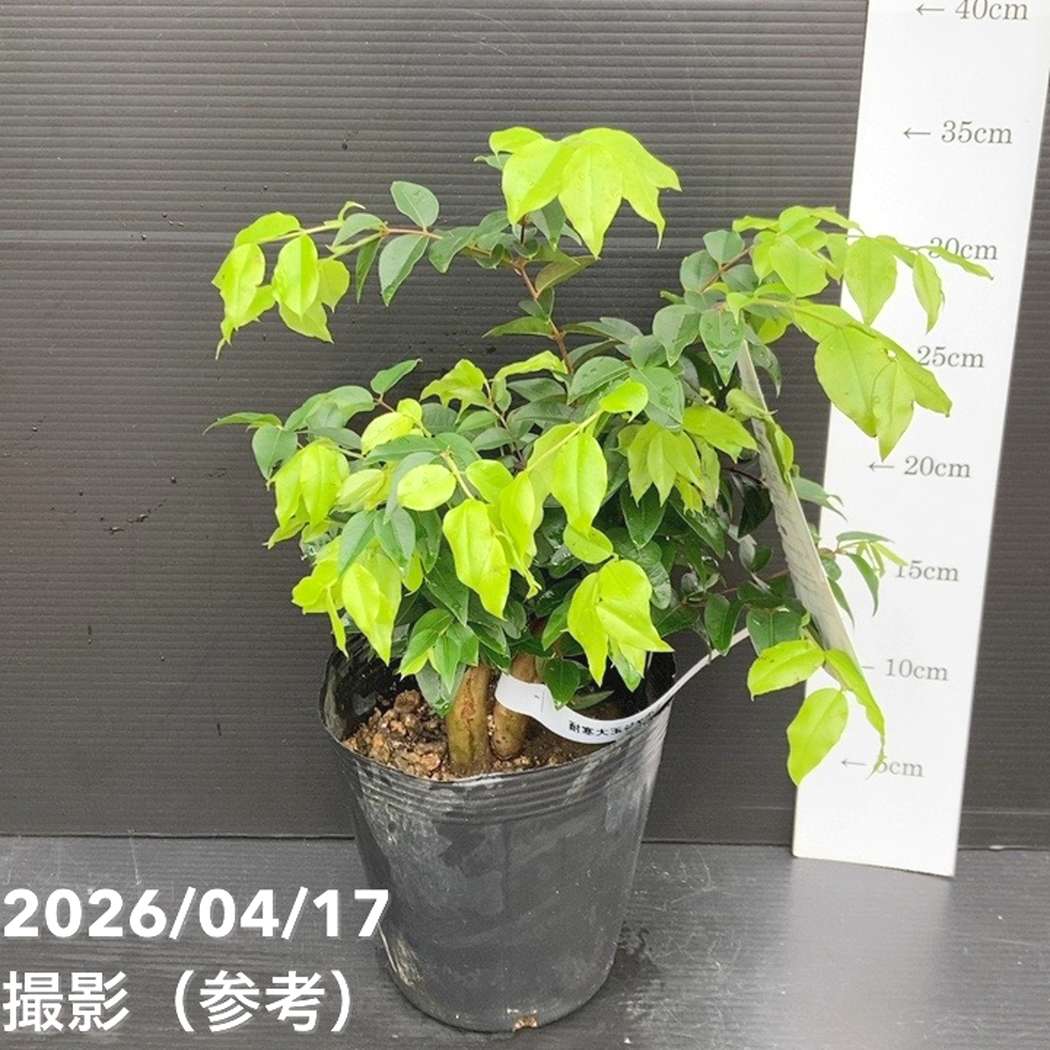 【65周年不死化P11倍】逞しい大玉 ジャボチカバ 5号 実生4年生苗｜生り物10-TU