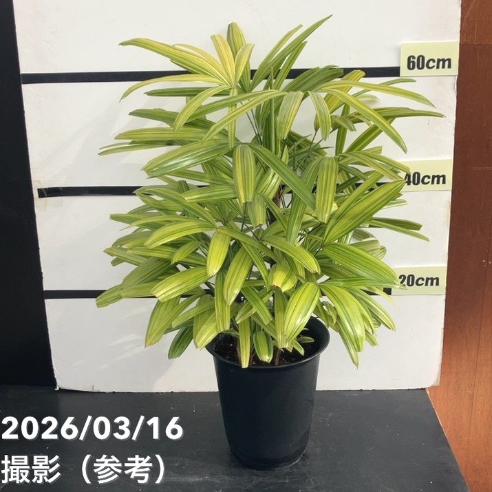 観音竹 綾錦 7号｜観葉10-TU 6,716円