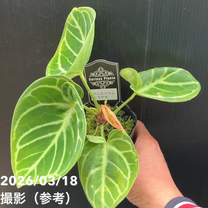 【現品お届け】アンスリウム ドラヤキ 3号（3）｜観葉10-TU