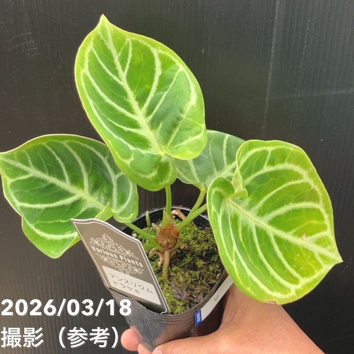 【現品お届け】アンスリウム ドラヤキ 3号（4）｜観葉10-TU