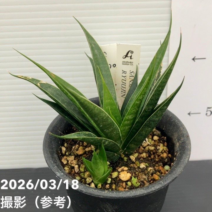 【激レア！現品お届け】サンスベリア 3号 龍神 生産鉢仕様 子株付き（S200）｜観葉02-D2