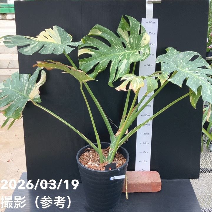 【お買い得!現品お届け】モンステラ タイコンステレーション Monstera deliciosa 'Thai constellation' 8号(2)|観葉10-TU