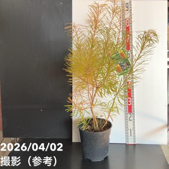 バンクシア スピヌロサ ヘアピンバンクシア 7号｜花木04-PA