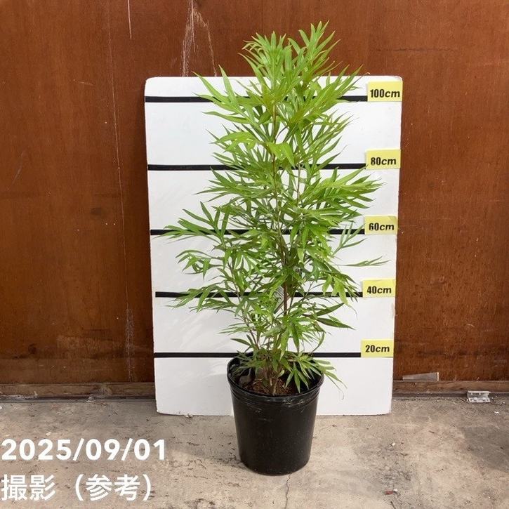 楽天市場】【苗木】 グレビレア（ゴールド） 3.5号 ポット苗 1鉢