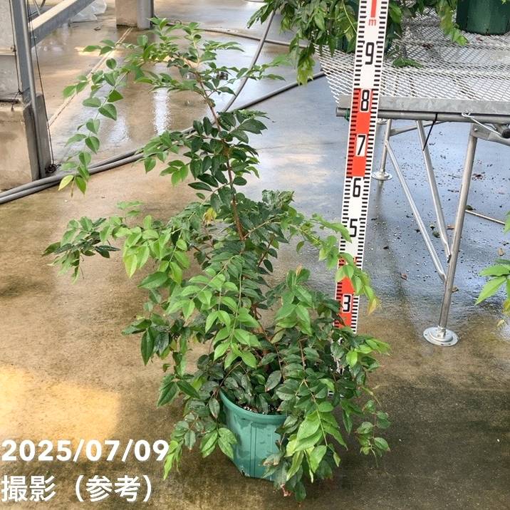 楽天市場】ジャボチカバ 【クルシフィックス】 2号ポット苗 実生