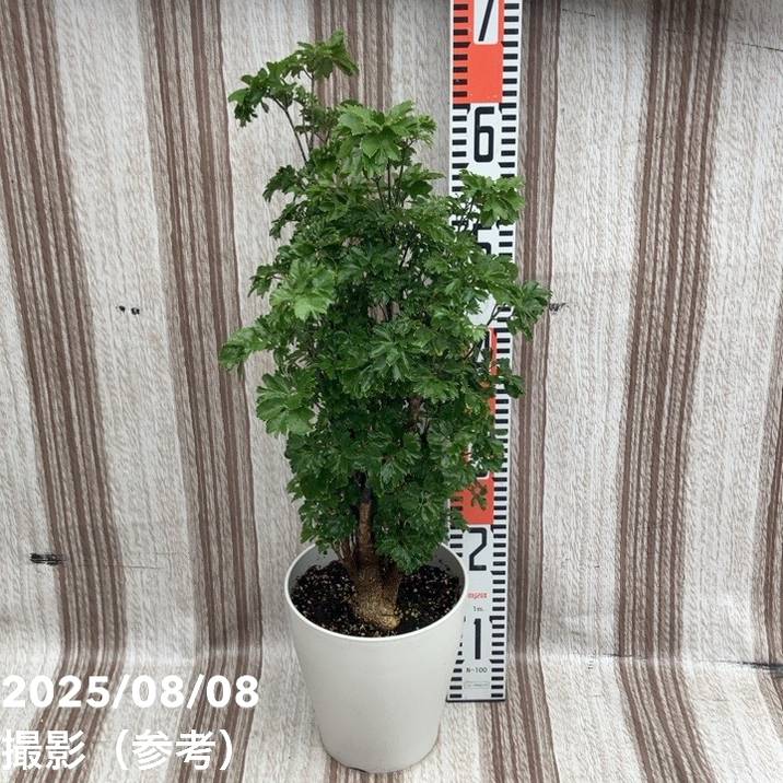 楽天市場】光触媒 人工観葉植物光の楽園 ポリシャス 高さ1.3m