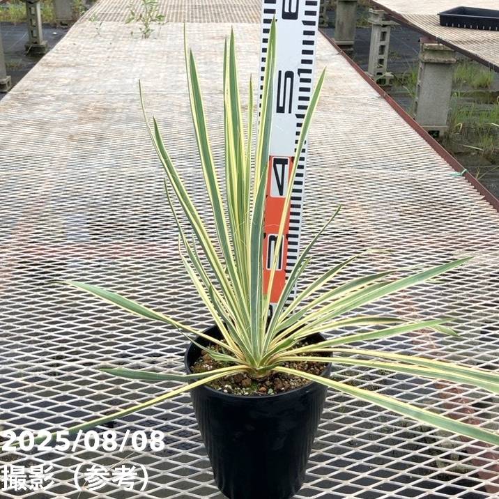 【期間限定SALE‼️ 〜9/15迄】超特大❗️ユッカ　グロリオサ　バリエガータ ユッカ グロリオサ バリエガータ (4〜5号) - ACID NATURE 乙庭