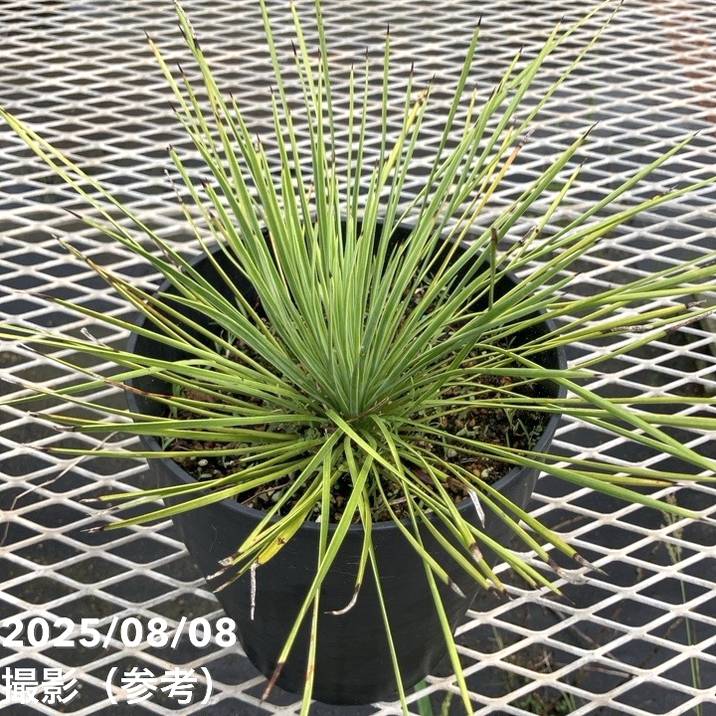 楽天市場】【現品・現物】ユッカ・リネアリフォリア - yucca