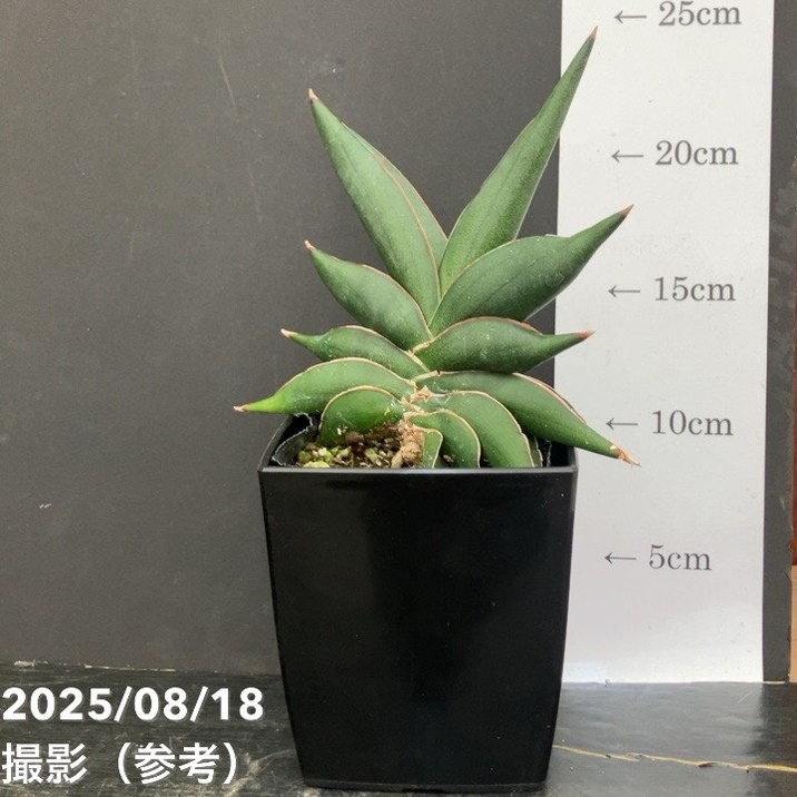 楽天市場】サンスベリア 4号 フィッシャリー 白陶器鉢植え｜観葉02-D2