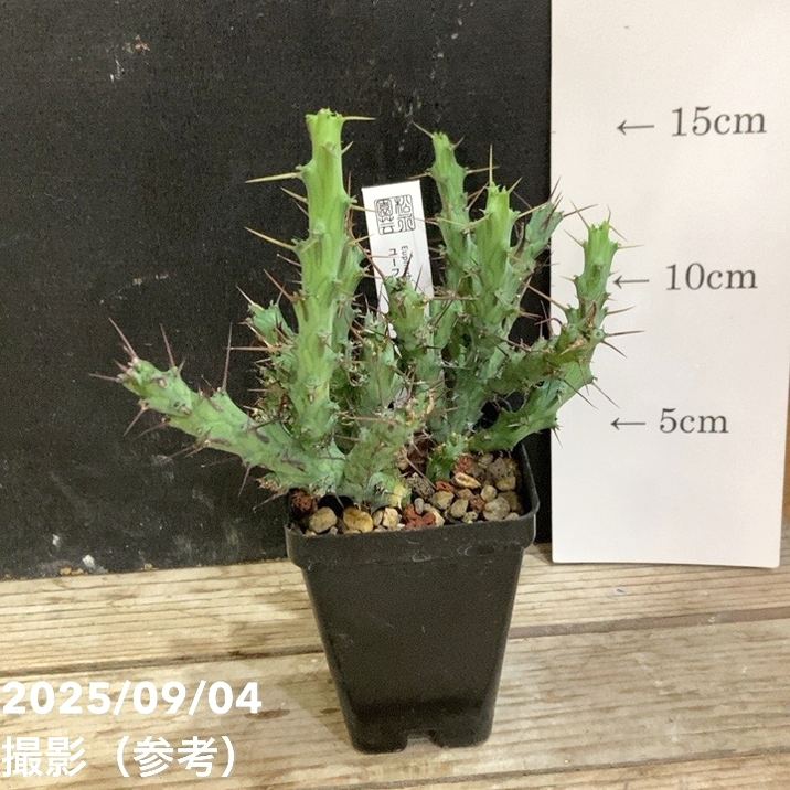 【決算P5倍！8/2まで】ユーフォルビア アクチノクラダ 2.5号｜観葉04-PA｜赤塚植物園　店