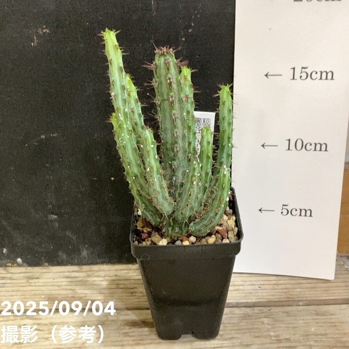 【決算P5倍！8/2まで】ユーフォルビア ロウウィー 2.5号｜観葉04-PA｜赤塚植物園　店