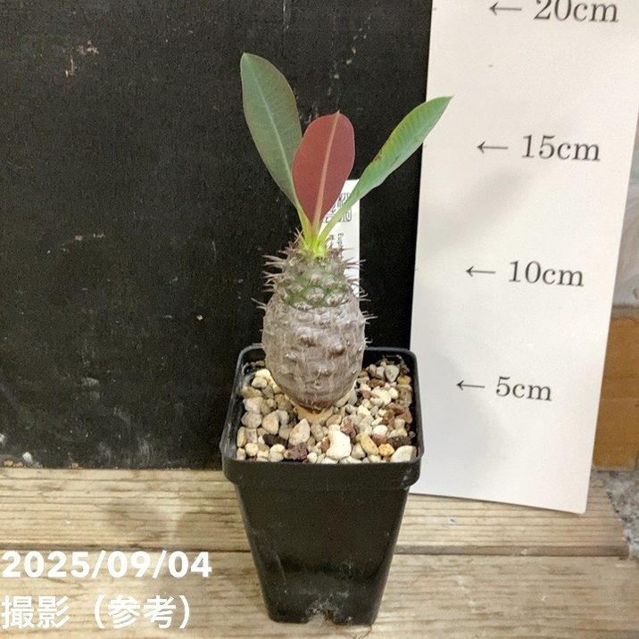楽天市場】【現品お届け】ユーフォルビア デシドゥア Euphorbia