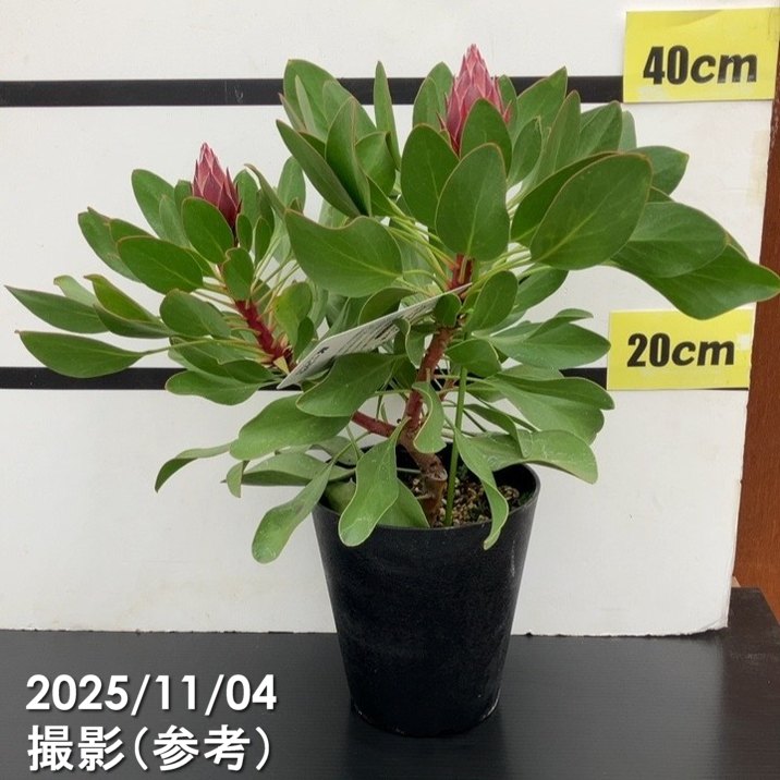 ゆ*ん様 ラスト プロテア Australis Ruby 常緑樹 5号鉢 楽天市場】キングプロテア リトルプリンス 6号鉢 送料無料 オージー