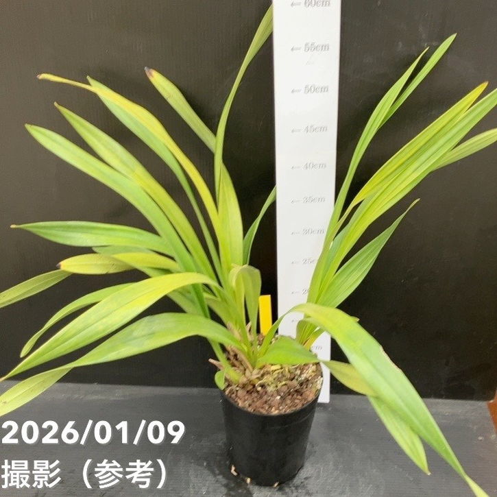 ミスマフェット4号鉢 4セット ミスマフェット 4鉢 セット 【公式通販】