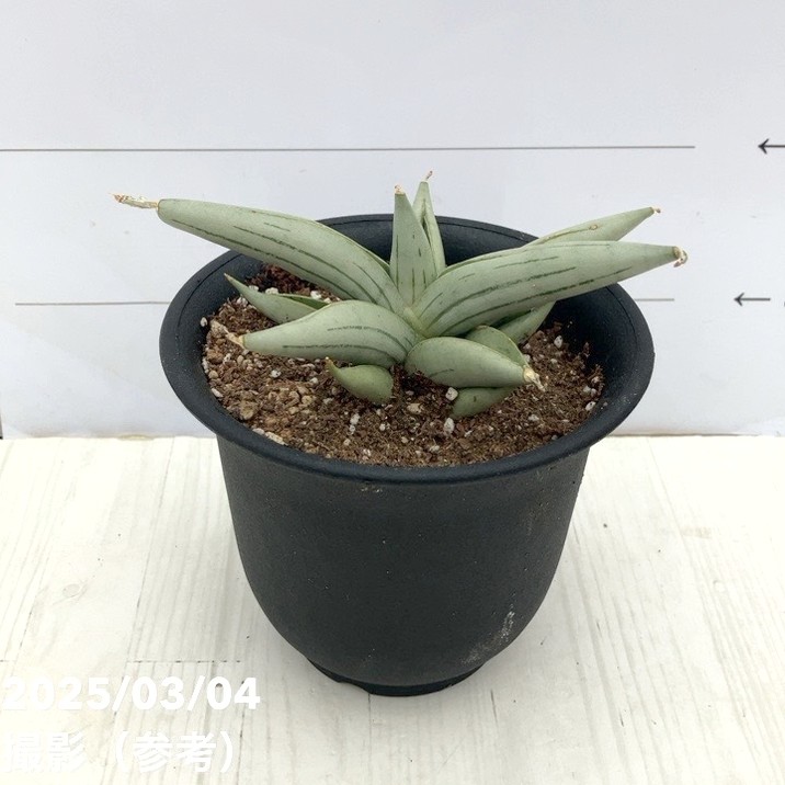 サンスベリア　ブラックパール バリエガータ サンスベリア ブラックパール バリエガータ