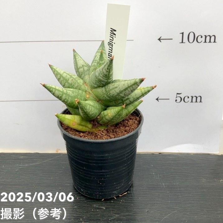 楽天市場】サンスベリア 2.5号 ボンセレンシス スーパードワーフ 生産