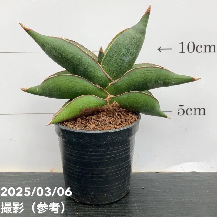 楽天市場】サンスベリア パンテルズセンセーション 3.5号サイズ 鉢植え