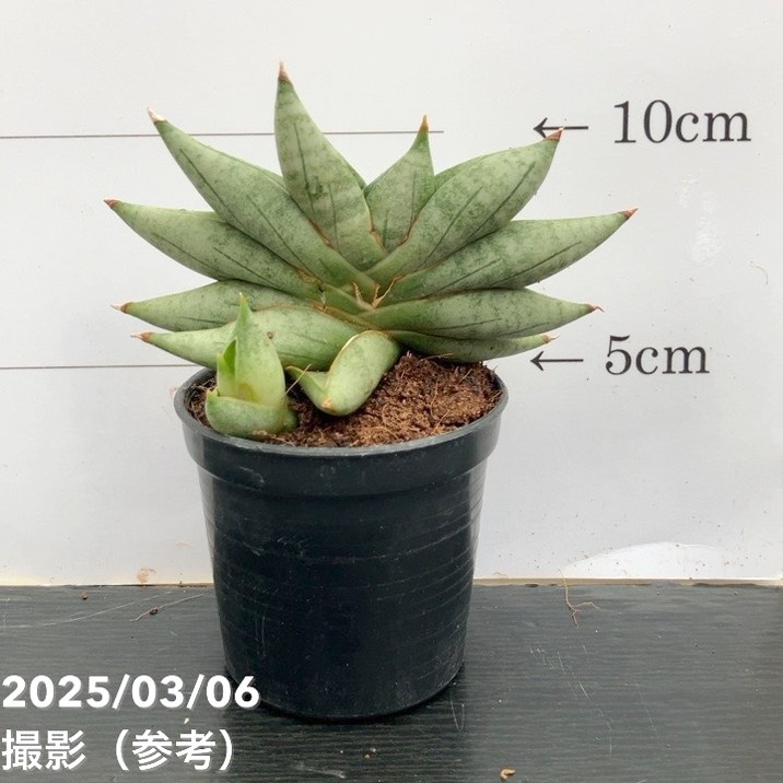 楽天市場】サンスベリア 3号 チャニン Chanin（子株）生産鉢仕様