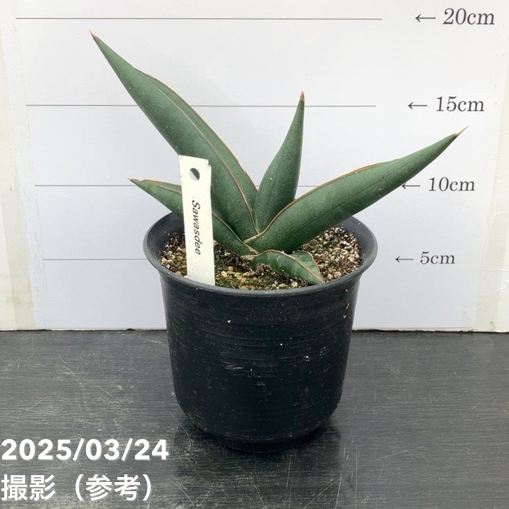 サンスベリア サワディ斑入　S.Sawadee V サンセベリア サワディー 「Sansevieria Sawasdee」9/2-26C-2 |