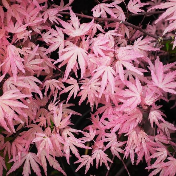 楽天市場】もみじ テイラー 10.5cmポット 紅葉 モミジ 庭木 苗木