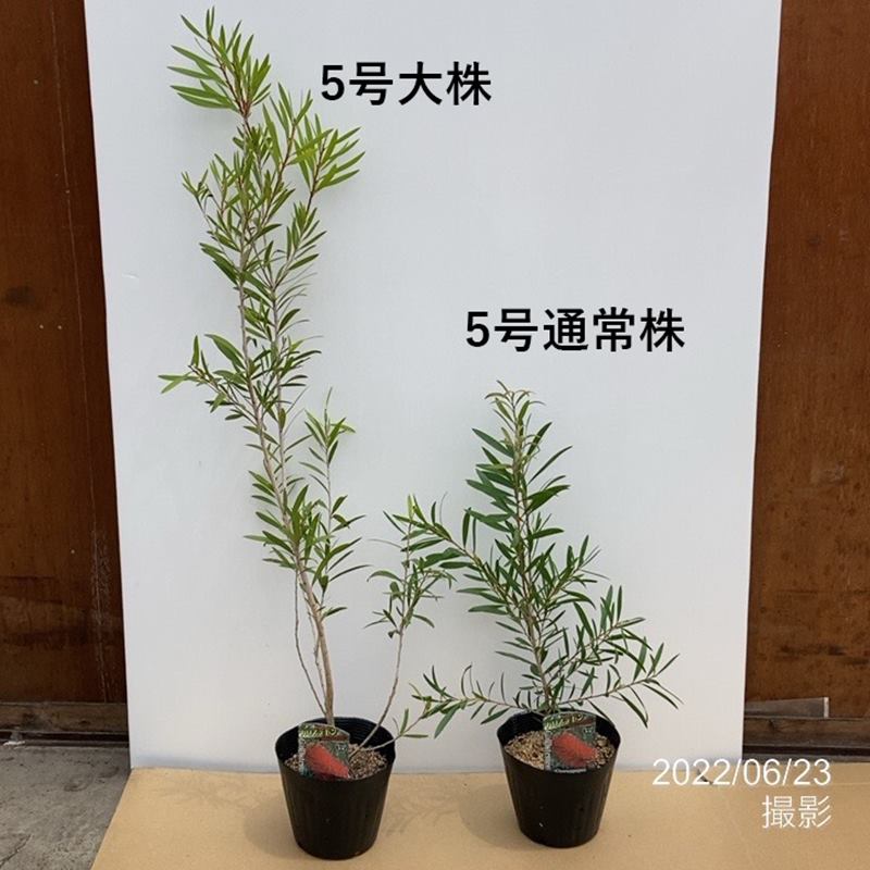 楽天市場】エリオステモン 【プロファッション】 5号鉢苗 : 苗木部