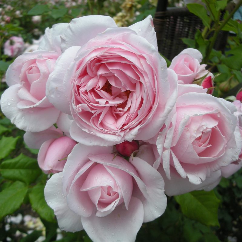 デェエマ バラ売り 楽天市場】【2026年 早期予約】送料無料【ナエマ 新苗4号鉢】鉢植え