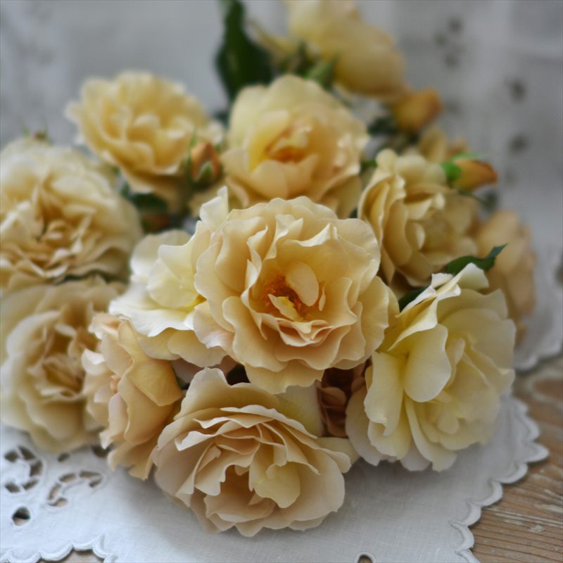 楽天市場】四季咲きつるバラ 【ラ・ブロッシュ】 2年生大苗 登録品種