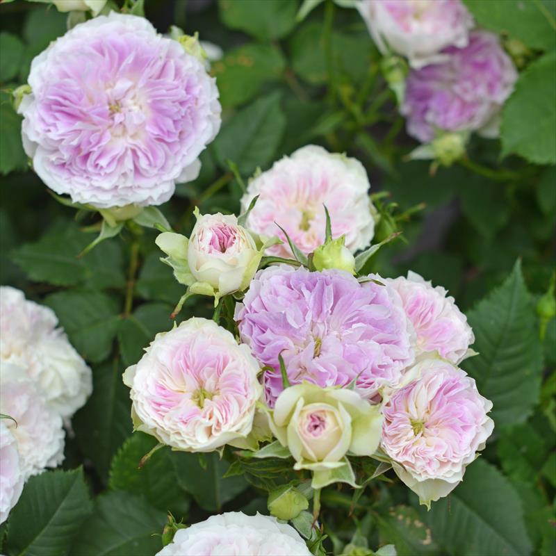 楽天市場】バラ苗 河本バラ園 【ブルー ムーン ストーン (FL) 中輪